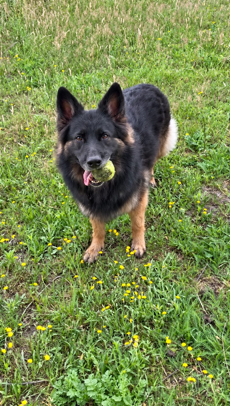 Wolf met een tennisbal